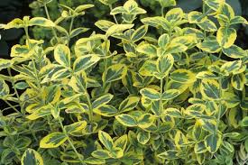 One of these evergreen trees is the answer. 20 Fast Growing Shrubs And Bushes For Privacy Evergreen Shrubs For Backyard