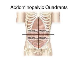 Quadrant definition, a quarter of a circle; The Language Of Anatomy Ppt Download