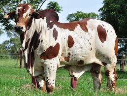 Nelore Pintado Sigir Irki Brezilya Ve Bircok Ulkede Yaygin Cattle Ranching Bucking Bulls Animals Beautiful