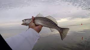 Where To Catch Specs And Reds In Galveston During The Winter Youtube Wade Fishing Kayak Fishing Saltwater Fishing