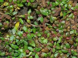 Image result for Elatine