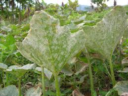 Image result for mildew on cucumbers