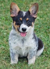 They are very social and have had their first shots. Cowboy Corgi Puppies For Sale Near Me Cheap Buy Online