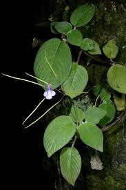 Image result for Streptocarpus glandulosissimus