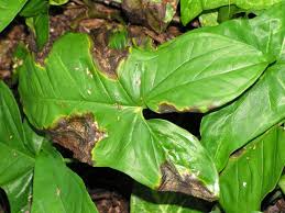 Bacterial leaf spot is caused by a fungus and shows up on leaves as a sunken dark spot. 5 Causes Of Black Spots On Houseplant Leaves And Solutions Smart Garden Guide