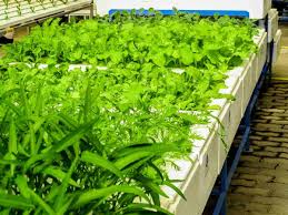 Hydroponic towers hydroponic towers are a perfect solution for small space growers. Terrace Hydroponic Gardening A Full Guide Gardening Tips