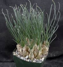 Image result for Albuca sp. no. 1