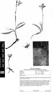 Image result for Rytigynia sp. M