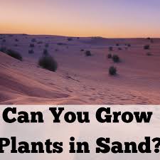 We did not find results for: Can Plants Grow In Sand Dengarden