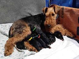 Image result for velšteriér