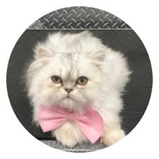 Browse cat, dog boarding, walking, grooming in. Mobile Pet Grooming Pembroke Pines Mobile Dog Grooming Pembroke Pines