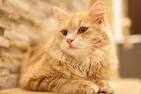 Cat Breed Selector | Purina