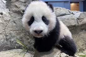 Dàxióngmāo), also known as the panda bear (or simply the panda), is a bear native to south central china. Panda Cub Makes Online Debut At National Zoo The Washington Post