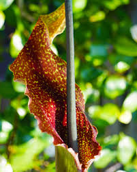 Image result for Sauromatum