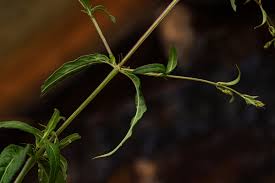 Image result for Galopina