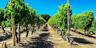 Tâierea şl conducerea viţei de vie pe lîngâ casa. Vita De Vie Plantare Intretinere Tratamente Taiere Sfatul Gradinavesela Ro