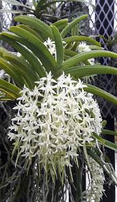 Image result for Cyrtorchis