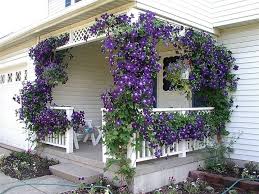 Give climbers support by fixing horizontal wires, 45cm apart, to your fence or wall. These Breathtaking Pictures Of Clematis Are All You Need To See Today Hometalk