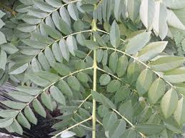 Image result for Gliricidia sepium