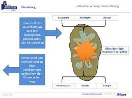 Ausbildungsunterlagen Fur Ausbilder Von Atemschutzgeratetragern Ppt Herunterladen