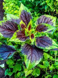 Image result for Celosia argentea