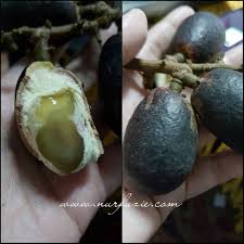 Mata kucing mengandung nutrisi seperti lemak, vitamin a, b, protein, asid tartaric, dan fitokimia yang merupakan senyawa kimia tumbuhan yang sangat baik untuk kesihatan. Rasa Seperti Buah Mata Kucing Tapi Bukan Ia Eintan Nurfuzie Lifestyle Beauty Travel Tips Rawatan Kucing Review
