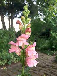 Wenn du löwenmäulchen kaufst, sind diese generell sehr pflegeleicht und anspruchslos. Lowenmaulchen Mit Rosa Bluten Lowenmaulchen Garten Pflanzen Lowenmaul