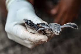 One study showed that out of a total of 7072 nests recorded at chagar hutang turtle sanctuary on redang from 1993 to 2008, 98% were green turtle nests while only 2% were hawksbill nests. From Egg Hunter To Protector Malaysian Battles To Save Turtles News Photos Gulf News