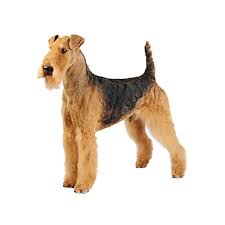 All of our dogs are loving family members. Everything About Your Airedale Terrier Luv My Dogs