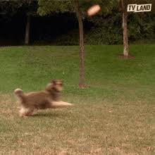 Get your dog to get excited about the disc by associating it with very positive things. Dog Catching Frisbee Gifs Tenor