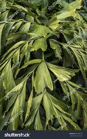 Image result for Caryota urens