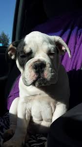 We have a lot of experience and can get a puppy of your choice in your hands anywhere in us within 48. Olde English Bulldogges In Washington One Of A Kind Bulldogs