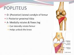 This movement is performed by the popliteus muscle. Muscles Of The Leg Ppt Video Online Download
