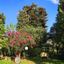 Gestalten sie einzigartige gärten & terrassen mit 25.000+ hochwertigen dekorationen & möbeln von gartentraum.de. Der Besondere Garten Von Familie Jocher Cruz Candia Aus Mainhausen Mainflingen Gartenwettbewerb