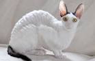Cornish Rex - Wikipedia