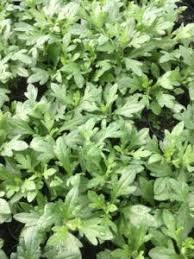 Propagate Erigeron Seaside Daisy Seaside Daisy Propagation