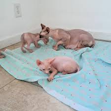 Sorry, there are no american hairless terrier puppies for sale at this time. The Sphynxs Meow A Bare Meow Sphynx Kittens For Sale New Mexico Sphynx Colorado Sphynx Arizona Sphynx Texas We Ship