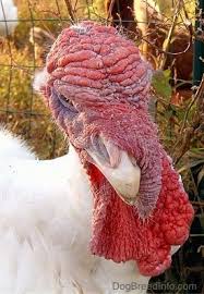 Both sexes of turkey possess caruncles, although they are more pronounced in the male. Pictures Of Keeping Turkey As Pets 3