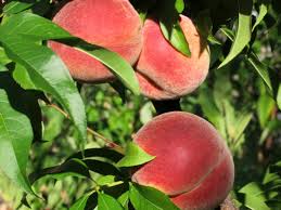 These can normally be purchased from reputable nurseries specializing in citrus trees. 2pcs Fruit Trees Planted Seeds Peach Seeds Indoor Planters Home Living Kromasol Com