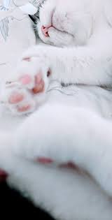 Cute Cat Wallpaper Iphone Collection Women S Cat T Shirts I Like Cats Very Much Cute Cat Wallpaper Cat Wallpaper Cats