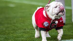 No Uga Mascot On Sideline With Georgia Bulldogs This Season