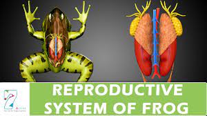 Reproductive System Of Frog Youtube