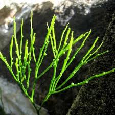 Image result for Psilotum