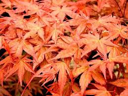 A classic form provides handsome winter stature. Acer Palmatum Shindeshojo Japanese Maple Pb60 180 220