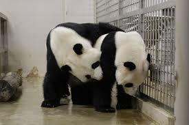Female pandas only ovulate once a year in the spring, after which they have. Baby Panda On The Way For Jia Jia River Safari Hopeful