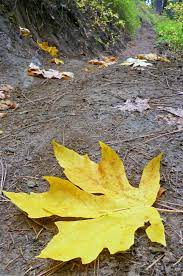 This one is super easy, and. Acer Macrophyllum Big Leaf Maple For Sale