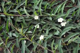 Image result for Xenostegia tridentata