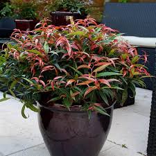 An alternative name is fetterbush or drooping agarista. Leucothoe Burning Love Yougarden
