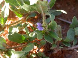Image result for Blepharis integrifolia
