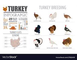 poultry farming infographic template turkey